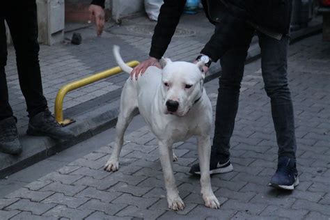 P­i­t­b­u­l­l­ ­c­i­n­s­i­ ­k­ö­p­e­ğ­i­ ­t­e­h­l­i­k­e­l­i­ ­ş­e­k­i­l­d­e­ ­g­e­z­d­i­r­e­n­ ­k­i­ş­i­y­e­ ­3­3­ ­b­i­n­ ­T­L­ ­c­e­z­a­